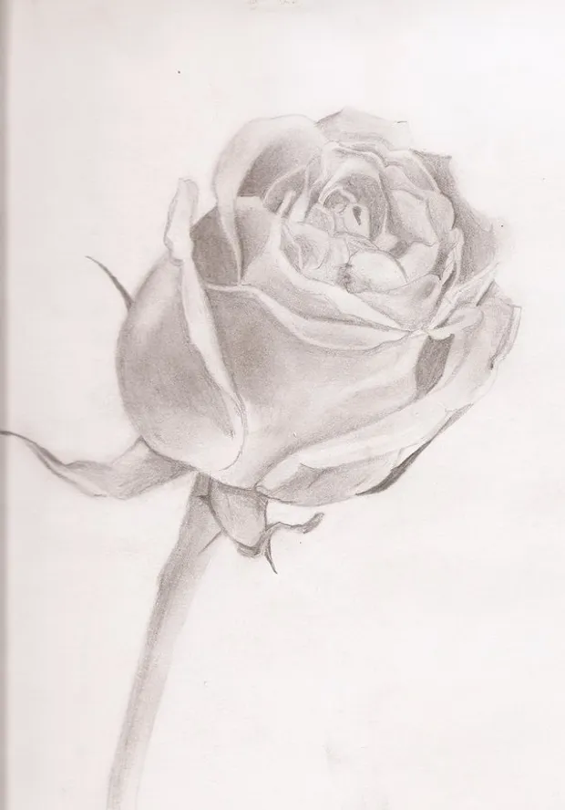 A rose study from a reference picture