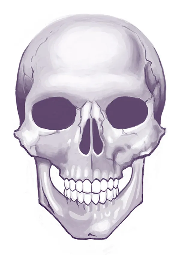 Skull study