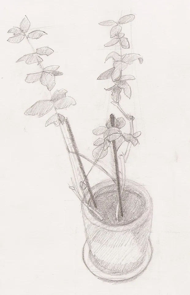 Still life of a plant at home