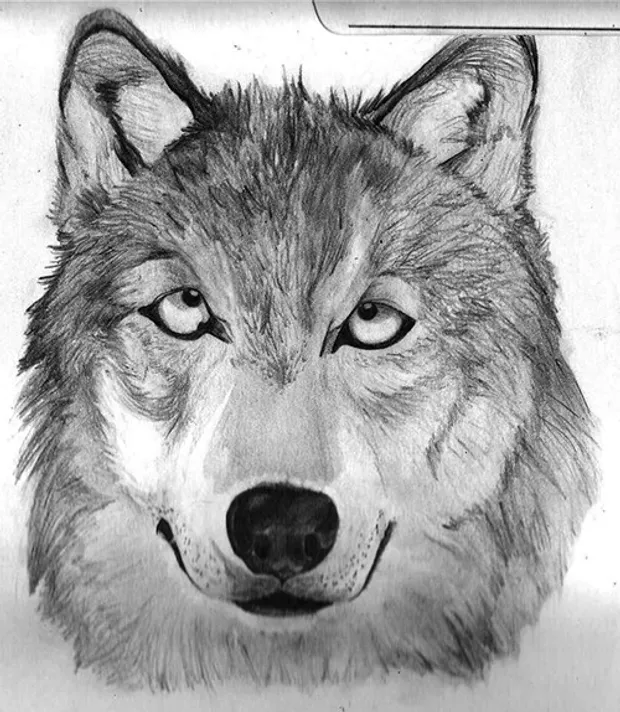 Wolf study from a picture