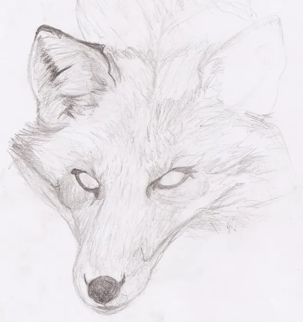 Fox drawing from a picture reference