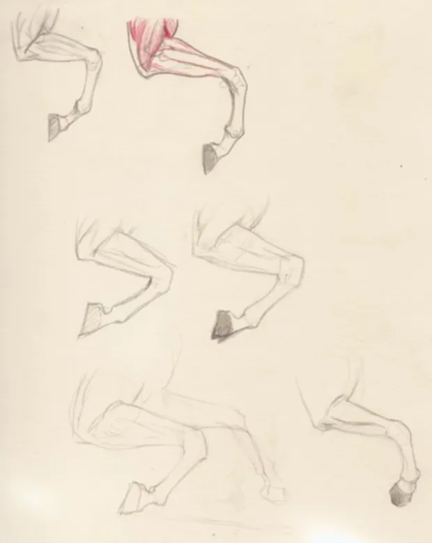 Horse Study. Source images provided by pixelovely.