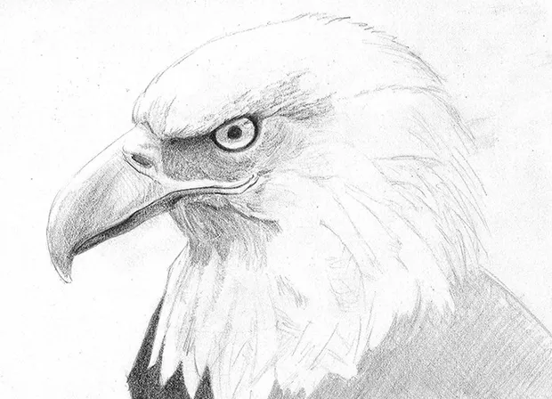 Eagle study from reference picture.