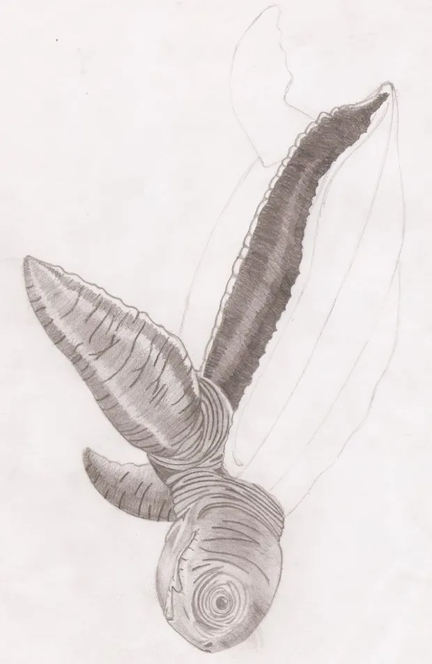 Turtle drawing from a picture reference