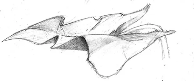 Leaf drawing copied from an illustration in a book