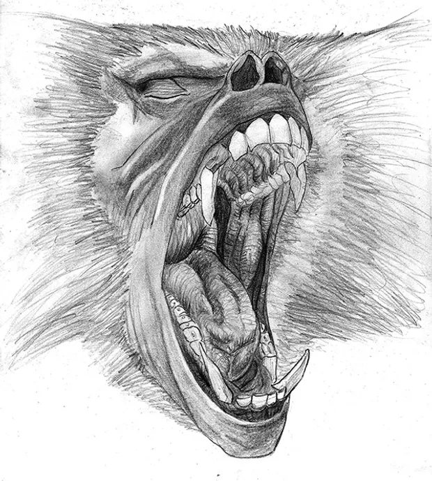 A baboon yawning. Try not to yawn while viewing this post.