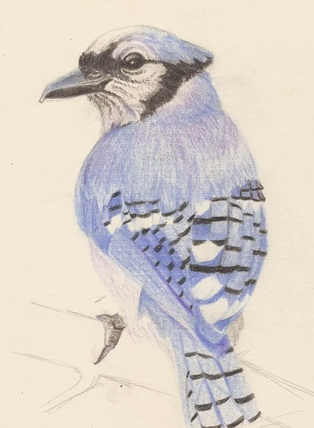 Blue Jay study from picture.