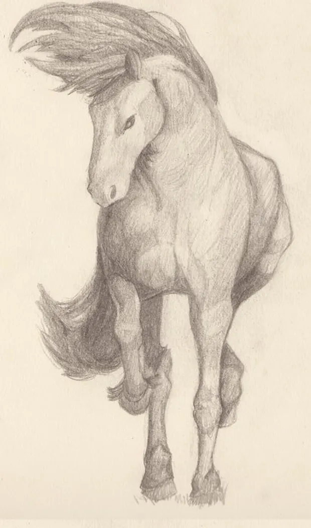 Horse Studies from Reference Photos