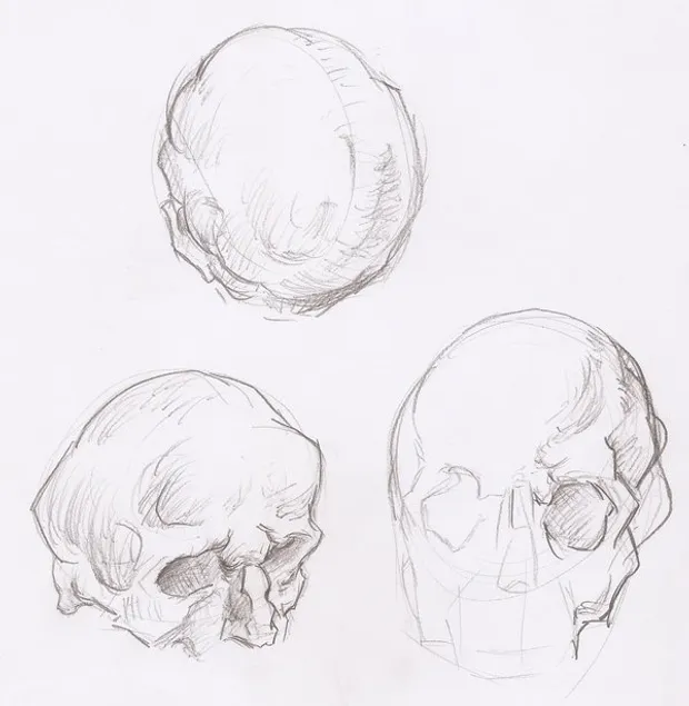 Anatomy Studies