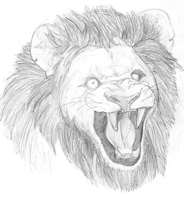 Lion study from picture.